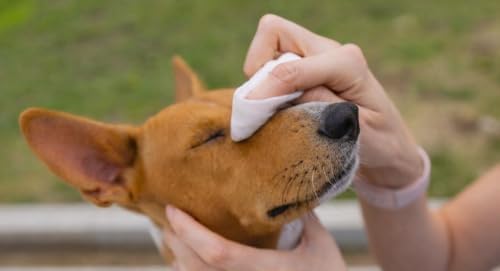 Creati Care Dog Ear Cleaner Wipes -Medicated Chlorhexidine Ketoconazole-Optic Cleanser for Dogs to Stop Ear Itching, and Infections and Controlling Ear Odor in Pets - 100 Wipes