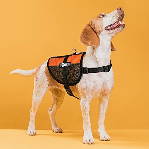 Dogline in Training Vest Patches – Removable in Training Patch 2-Pack with Reflective Printed Letters for Support Dog Vest Harness Collar or Leash C (2" x 6")