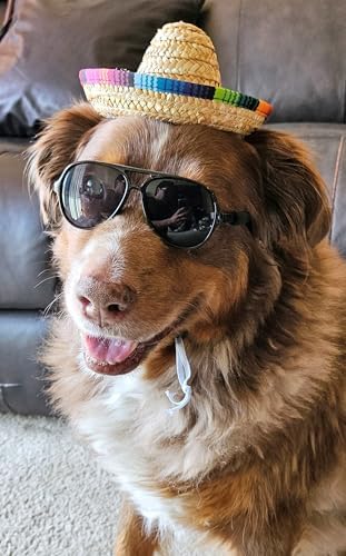 C22 Dog Pet Costume Set Sunglasses Glasses + Sombrero Mexican Straw Hat Medium Breeds 18-40 lbs Prop Cosplay (Aviator Black + Mexican Straw Hat)