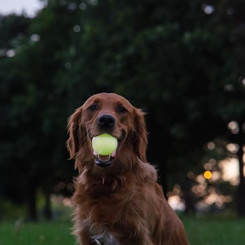 Harry Barker Glow-in-the-Dark Rubber Dog Fetch Balls, High-Bounce Interactive Toy with Safety Air Vent, 2.5 Inch, Launcher-Compatible