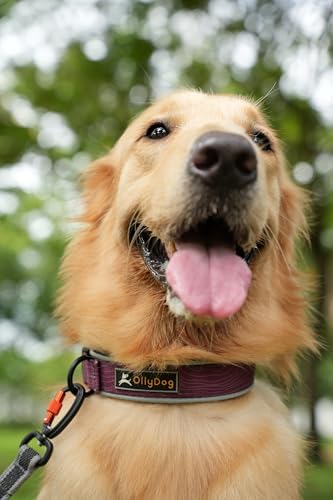 OllyDog Flagstaff Reflective Comfort Collar, Neoprene Padded Dog Collar, Reflective Trims for Night Runs, Extra Comfort for Active Dogs (Medium, Rosewood Woodgrain)