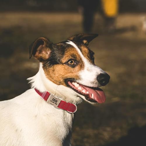 Personalized Reflective Nylon Dog Collar with Name, Rose