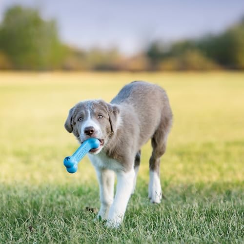KONG Puppy Goodie Bone, Natural Rubber Chew, for Small Puppies, Blue