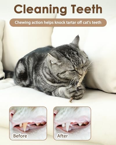 Tocirelo Natural Silvervine Chew Sticks for Cats with Catnip and Feathers