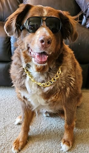 C15 Dog Pet Costume Set Retro Sunglasses Glasses + Chain Adjustable for Medium Breeds Approximately 18-40 lbs Party Prop Cosplay Photoshoot (Aviator Black + Gold Chain)