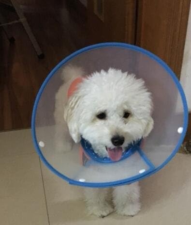 Pet Plastic Clear Cone Recovery E-Collar with Dots Design Soft Edge for Small Dogs & Cats (Medium, Blue)