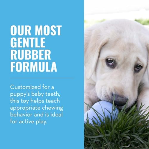 KONG Puppy, Natural Rubber Teething Chew Toy, for Medium Puppies, Blue