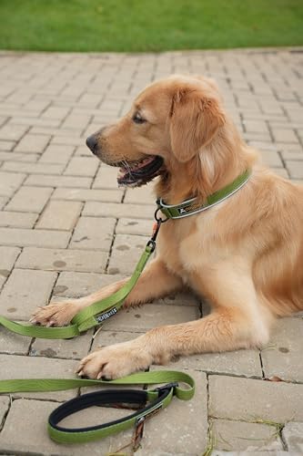 OllyDog Flagstaff Reflective Comfort Collar, Neoprene Padded Dog Collar, Reflective Trims for Night Runs, Extra Comfort for Active Dogs (Small, Cactus Woodgrain)