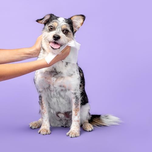 Raw Sugar Dog Wipes, Fur Kids Waterless Pet Wipes, 3 Pack, 60 Ct, Dog Grooming, Cleaning & Deodorizing, with Chamomile & Aloe Vera for Paws, Coat, Face & Ears, Vegan & Animal Test-Free, Apple Cream