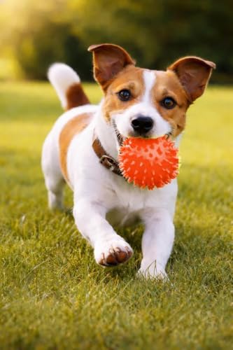 Squeaky Spiky Dog Balls for Teeth Cleaning & Gum Massage 2.5 Inch Small Medium Dogs Red | Spiny TPR Rubber Chew Toys for Fetch Play Interactive Bouncy Dental Balls BPA Free Nontoxic Floats - 3 Pack