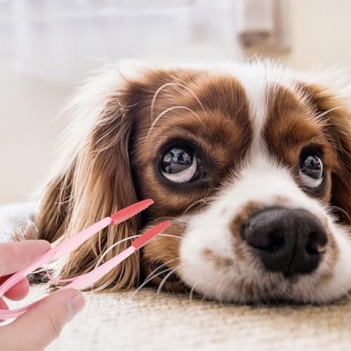 Mikikit 2pcs Pet Tear Brush and Dog Eye Comb Brush, Soft Bristles, Ergonomic Small Grooming Tool for Cats and Dogs, Blue and Pink, Eye Area Cleaning for Removing Tear Stains and Debris