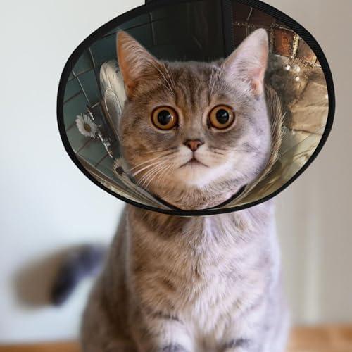 Custom Pet Cones - Unique Design Cat & Dog Cone, Collar for Post-Surgery Recovery, Adjustable Neck Smart Hedgehog Medium