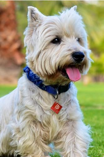 Pet Dwelling Aluminum QR Pet ID Tag – Smart Dog & Cat Tags with Free Personalized Online Profile, Instant Scan Alerts & AI-Powered Insights (Square Red)