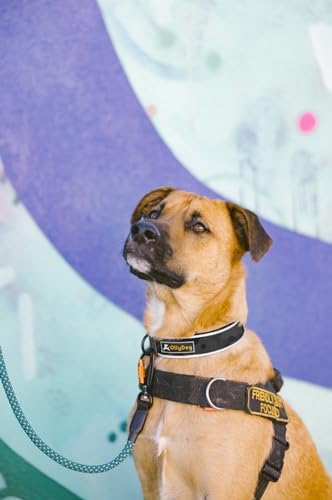 OllyDog Flagstaff Reflective Comfort Collar, Neoprene Padded Dog Collar, Reflective Trims for Night Runs, Extra Comfort for Active Dogs (Medium, Dream Camo)