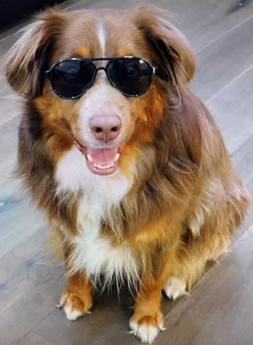 G010 Dog Pet Costume Prop Aviator Sunglasses Medium Breeds 20-40 lbs (2-Pack Black+ Tortoise Brown)