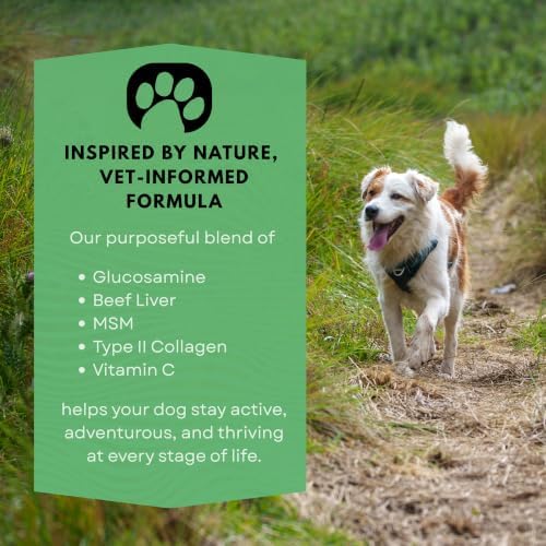 Extend Dog Hip and Joint Supplement Beef Flavored Powder Packets with Glucosamine, Chondroitin, MSM & Collagen, Hip & Joint Support, Mobility & Cartilage Health, Daily Dog Supplement, 60 Count