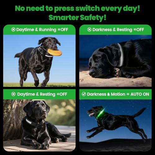 Auto Light Up Dog Collar - Smart Safety Night Collar with Motion Sensor - Auto-On in Dark - USB-C Rechargeable - 3 Day Runtime- IP65 Waterproof (M 15-20“)