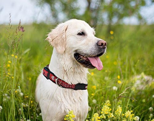 MLB Los Angeles Angels Licensed PET COLLAR- Heavy-Duty, Strong, and Durable Dog Collar. Available in 29 Baseball Teams and 4 Sizes
