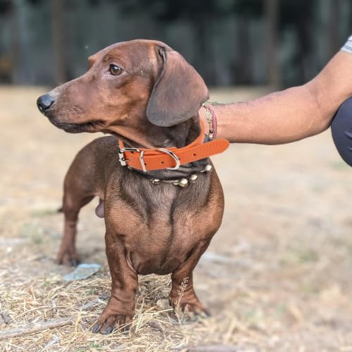 4pcs Adjustable Pu Pet Collar for Dogs and Cats Waterproof Neck Strap