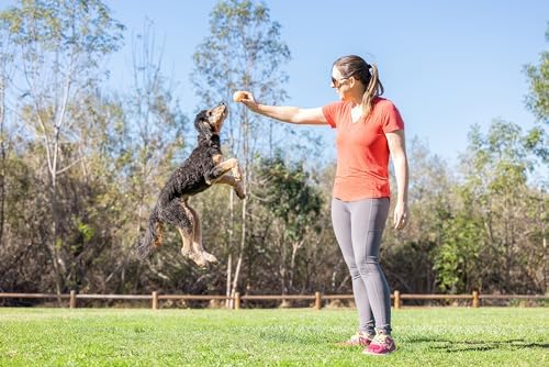 Chuckit! Birthday Fetch Ball, Medium (2.5 Inch Diameter), for Dogs 20-60 lbs (Pack of 12)