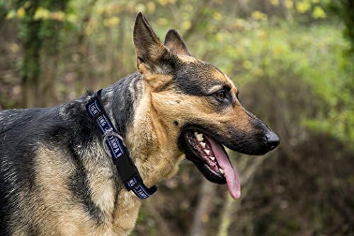 NHL Tampa Bay Lightning Collar for Dogs & Cats, Small. - Adjustable, Cute & Stylish! The Ultimate Hockey Fan Collar!