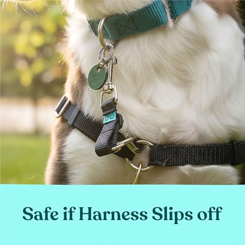 Gentle Creatures Collar Companion Adjustable Dog Safety Backup Clip