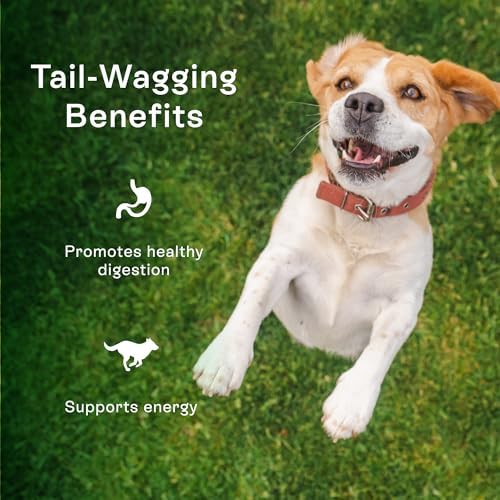 PawCo Magic Bar Healthy Functional Dog Treat – Soft, High-Protein Peanut Butter Bars with Pumpkin & Chicory Root, Supports Energy, Digestion & Overall Wellness – Pack of 8 (Daily Blend)