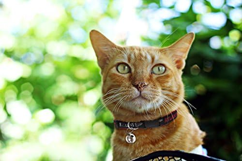 Pets First COLLAR for CATS - NFL ATLANTA FALCONS CAT COLLAR. - Strong & Adjustable FOOTBALL Cat Collars with Metal Jingle Bell
