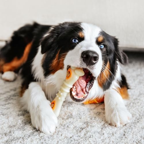 Nylabone Power Chew Knuckle Bone & Pop-In Dog Treat Toy, Large