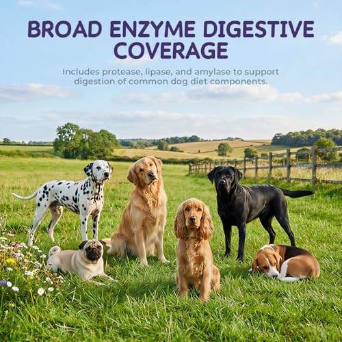 Digestive Enzymes for Dogs, Kibble Digestion & Pancreatic Enzyme Powder