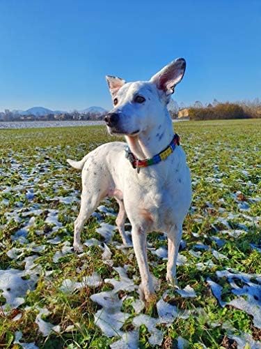 Max & Molly Fashion Smart ID Dog Collar, Soft Padded Neoprene, Anti-Fade, Adjustable Sizing, Smart ID QR-Tag, Waterproof & Machine Washable for Medium Size Dogs, Playtime Fun Design, Medium