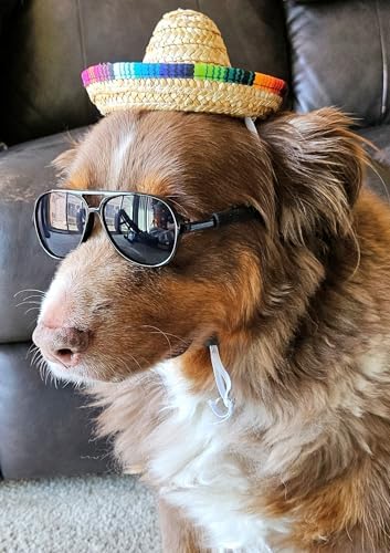 C22 Dog Pet Costume Set Sunglasses Glasses + Sombrero Mexican Straw Hat Medium Breeds 18-40 lbs Prop Cosplay (Aviator Black + Mexican Straw Hat)