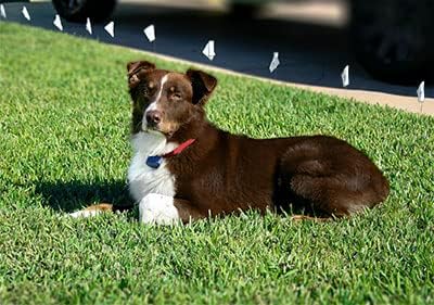 Underground Electric Dog Fence Kit, Standard, 1-Dog, 1500 ft