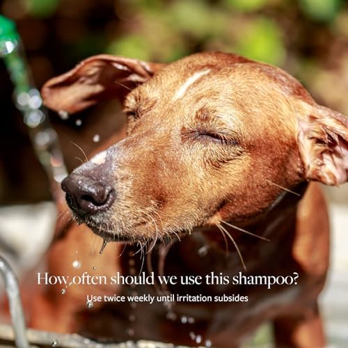 Veterinary Formula Clinical Care Antiseptic and Antifungal Medicated Shampoo for Dogs & Cats, 128 Fl Oz – Helps Alleviate Scaly, Greasy, red Skin – Paraben, Dye, Soap-Free (1 Pack)