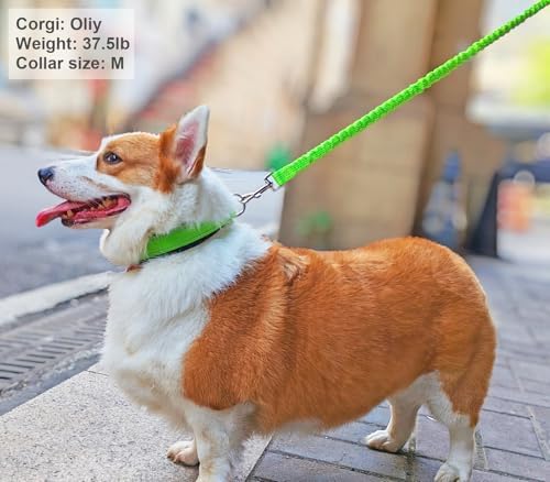 Reflective Dog Collar for Small Dogs Wide Padding 6 Holes Adjusta