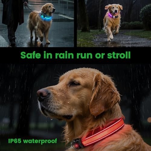 Auto Light Up Dog Collar - Smart Safety Night Collar with Motion Sensor - Auto-On in Dark - USB-C Rechargeable - 3 Day Runtime- IP65 Waterproof (L 20-24")