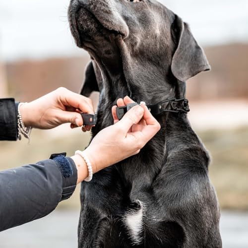 Herm Sprenger Prong Collar for Dog Training with Easy Quick Release Clicklock & Swivel Ring - German Made Dog Collar with Black Steel 3.2mm Prongs for Large Dogs (20-25" Neck)