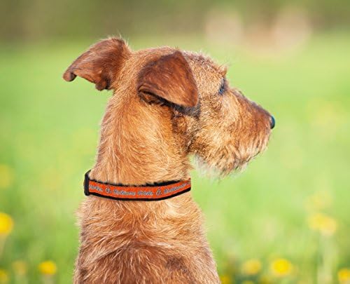 MLB Baltimore Orioles Licensed PET COLLAR- Heavy-Duty, Strong, and Durable Dog Collar. Available in 29 Baseball Teams and 4 Sizes