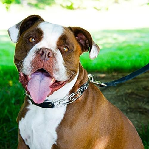 Herm Sprenger Quick Release Dog Training Collar Black Stainless Steel No Pull Collar Easy Leather Buckle Release Unique Tactical Look for Small Dogs (12-19" Neck 2.25mm Links)