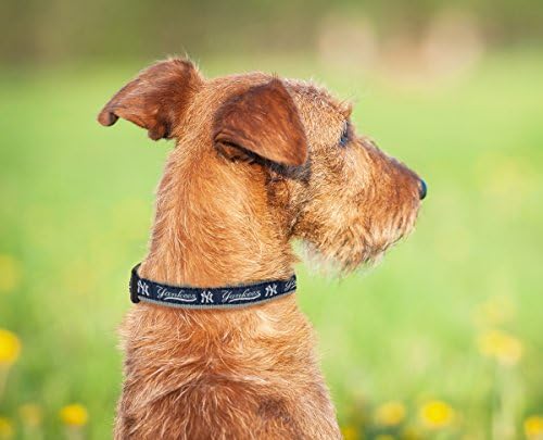MLB New York Yankees Licensed PET COLLAR- Heavy-Duty, Strong, and Durable Dog Collar. Available in 29 Baseball Teams and 4 Sizes