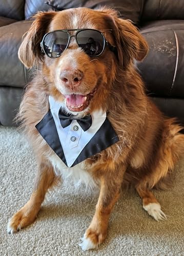 C10 Dog Pet Costume Set Retro Sunglasses + Tuxedo Bow Tie Adjustable for Medium Breed 18-40 lbs Party Prop Cosplay Photoshoot UV400 (Black Aviator + Black Tuxedo)