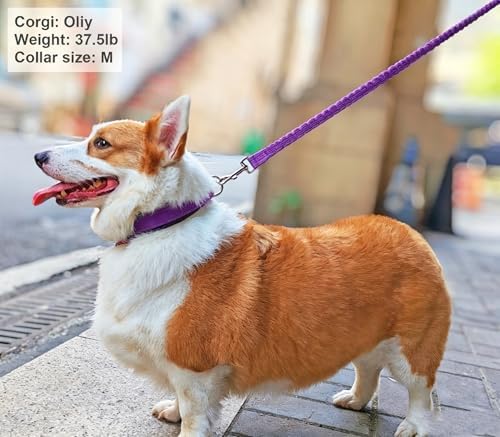 Reflective Soft Padded Dog Collar, 4 Sizes Adjusta Nylon Pet Collar