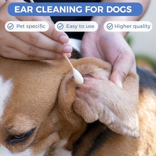 GOLD HONEY 6 Inch Large Cotton Swabs, Dog Ear Swabs with Bamboo Handle