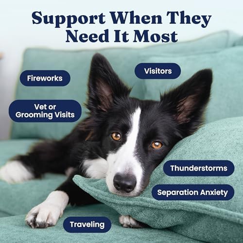 Solid Gold Calming Chews for Dogs with Melatonin for Storms & Travel, 60ct