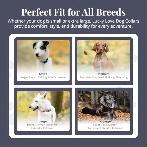 Lucky Love Dog Martingale Collar for Medium Dogs Cute – Blackbird, Medium