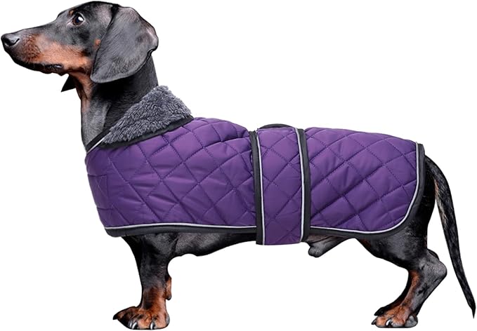 Dachshund Coat Dog Coats for Dachshunds Dachshund Winter Jacket with Padded Fleece Outdoor Dog Clothes with Adjustable Bands - Purple - L