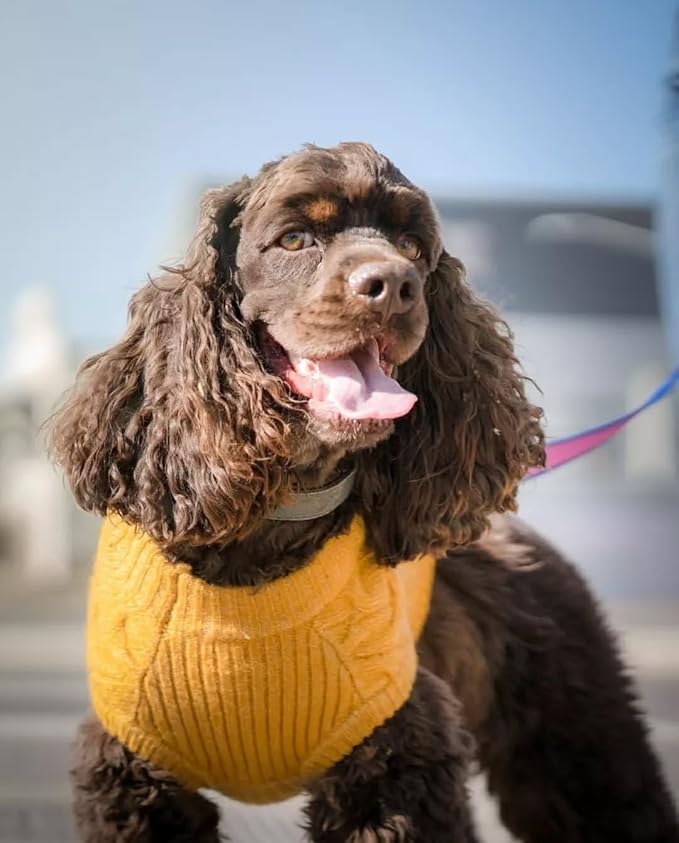Blueberry Pet Classic Fuzzy Textured Knit Pullover Turtle-Neck Dog Sweater in Mustard Yellow, Back Length 16", Pack of 1 Clothes for Dogs