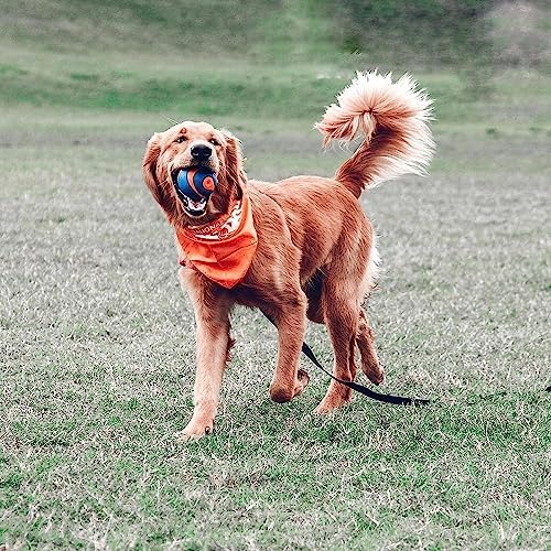 Chuckit! Ultra Squeaker Dog Ball - Extra Large Bouncy and Squeaky Pet Toy for Dogs 100+ lbs - Floats on Water - Durable Rubber - 3.5" Diameter - Size XL (Pack of 12)