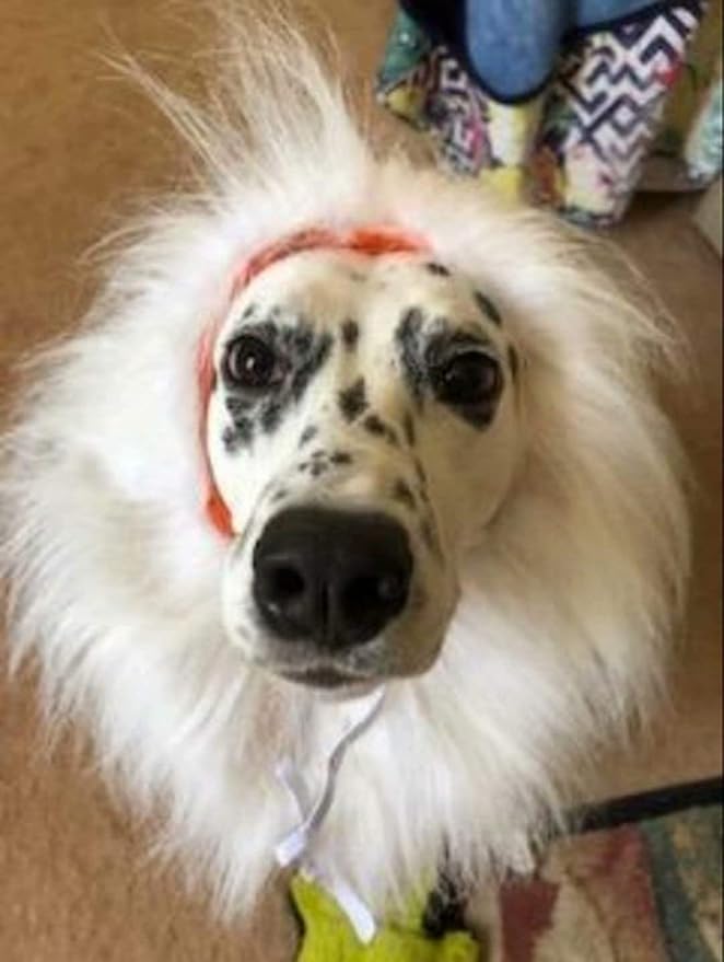 Lions Mane for Large Dog Halloween Costumes, Pet White Wig with Ears