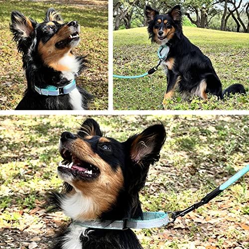 Pawtitas Personalized Dog Collar Martingale Dog Collar with Name Phone Number Reflective Martingale Dog Collar Customized Collar for Small Dogs | Blue Custom Dog Collars for Small Dogs